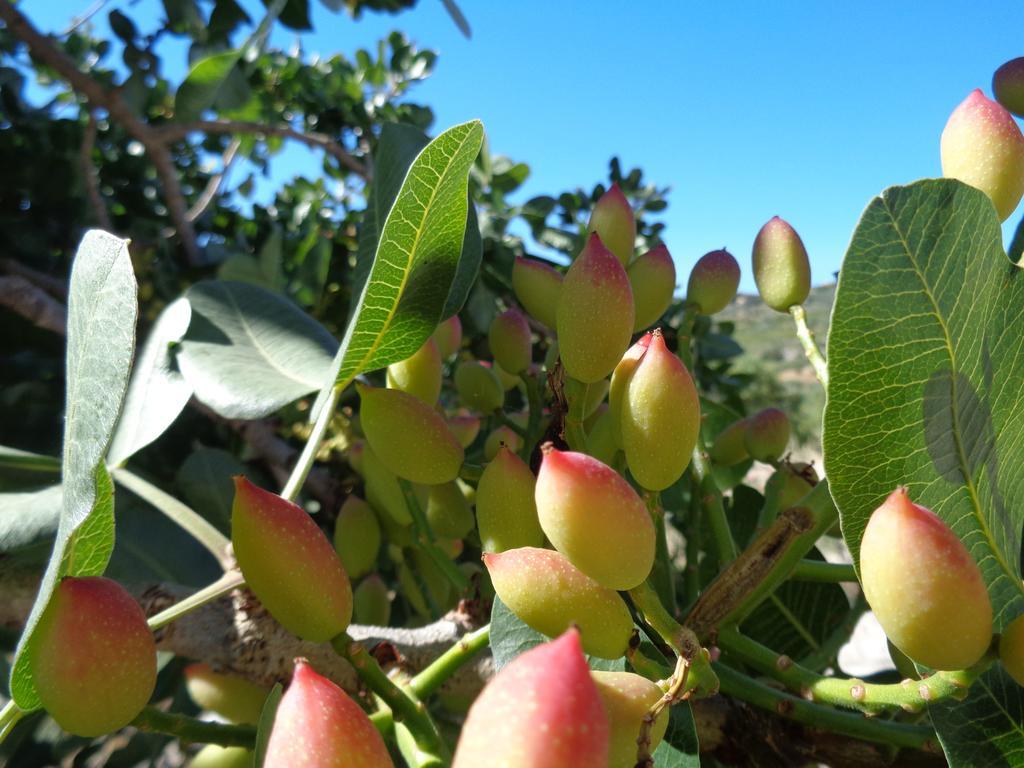 Agriturismo Baglio Del Melograno Villa Aragona Eksteriør billede